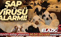 Elazığ'da SAT-2 tipi şap virüsü alarmı