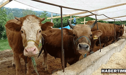Kurbanlık fiyatları dudak uçuklatıyor