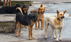 Valilikten vicdan sızlatan karar: Sokak köpeklerini öldürün