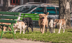 Başıboş köpekler için yapılan çalışmalarda yeni gelişme