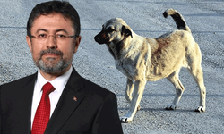 Bakan Yumaklı: Sokak köpekleri düzenlemesine uymayan belediyelere 2 yıla kadar hapis var