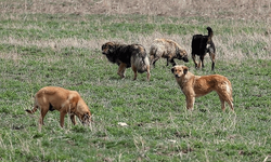 Sokak köpeklerine yönelik kanun Resmi Gazete'de