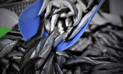 Vatandaş bu yıl balığa doyacak: kilosu 100 liraya kadar düştü