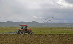Çiftçilere 1 milyar 46 milyon lira tarımsal destekleme ödemesi bugün yapılacak