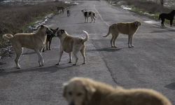 İstanbul Valiliğinden sahipsiz köpeklerin toplatılmasına ilişkin belediyelere yazı