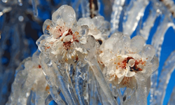 Meteoroloji'den zirai don ve toz taşınımı uyarısı