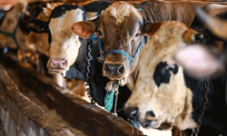 Vekaletle kurban kesim bedelleri belirlendi