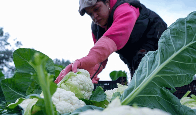 Çiftçilere 226,7 milyon lira tarımsal destekleme ödemesi bugün yapılacak
