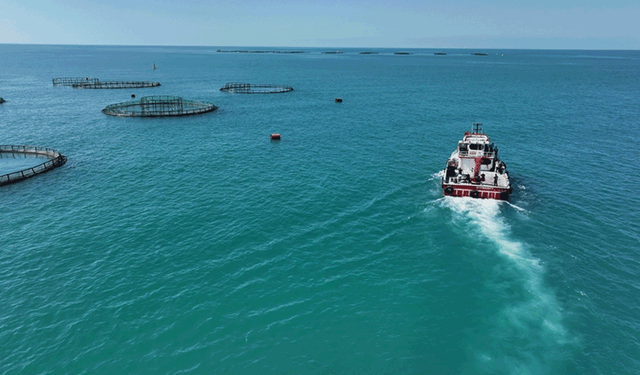 Türkiye'de 2025'te balık üretiminde cumhuriyet tarihinin rekoru kırıldı