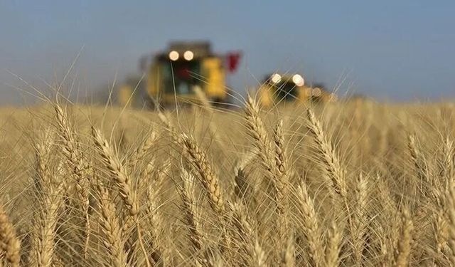 TMO hububat ve haşhaş kapsülü alım ödemelerine devam ediyor