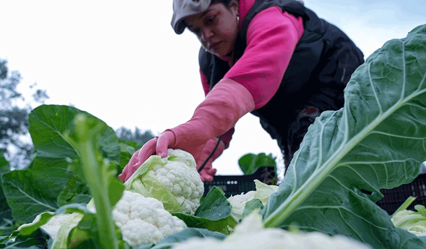 Çiftçilere 226,7 milyon lira tarımsal destekleme ödemesi bugün yapılacak