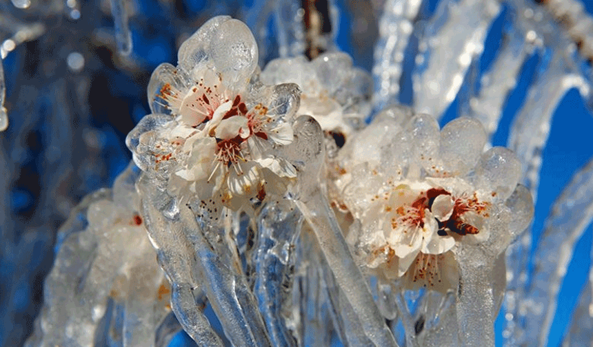 Meteoroloji'den zirai don ve toz taşınımı uyarısı